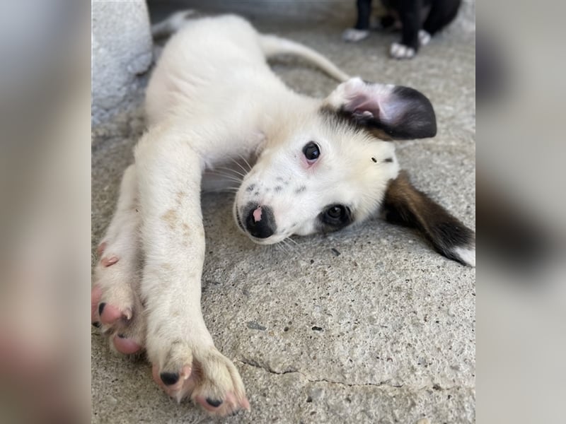 Benda, geb. ca. 06/2023, lebt in GRIECHENLAND, im städt. Tierheim Serres