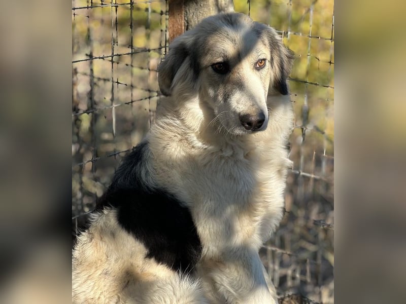 Sally Brown, geb. ca. 12/2023, lebt in GRIECHENLAND, auf einer privaten Pflegestelle
