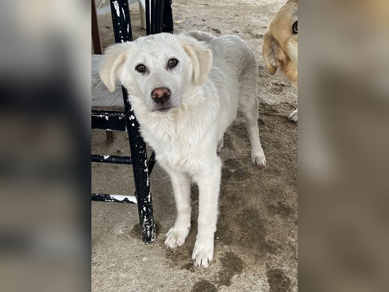 Nuala, geb. ca. 10/2024, lebt in GRIECHENLAND, auf einer privaten Pflegestelle