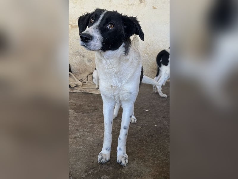 Niara, geb. ca. 03/2024, lebt in GRIECHENLAND, auf einer privaten Pflegestelle