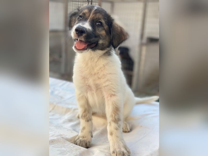 Ludmilla, geb. ca. 05/2025, lebt in GRIECHENLAND, im städt. Tierheim Serres