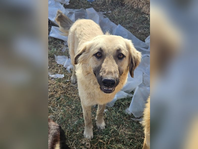Hermine Granger, geb. ca. 12/2023, lebt in GRIECHENLAND, im städt. Tierheim Serres