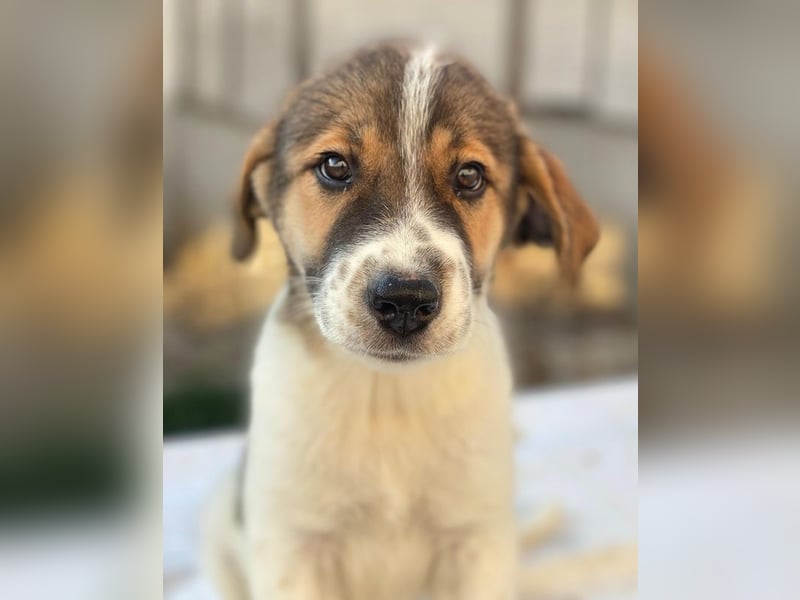 Trine, geb. ca. 05/2025, lebt in GRIECHENLAND, im städt. Tierheim Serres