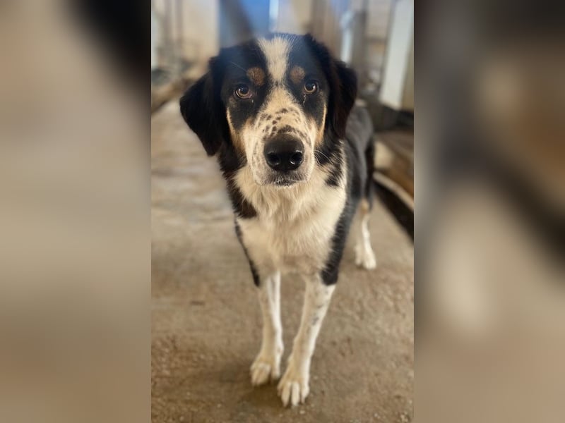 Xanda, geb. ca. 03/2023, lebt in GRIECHENLAND, im städt. Tierheim Serres