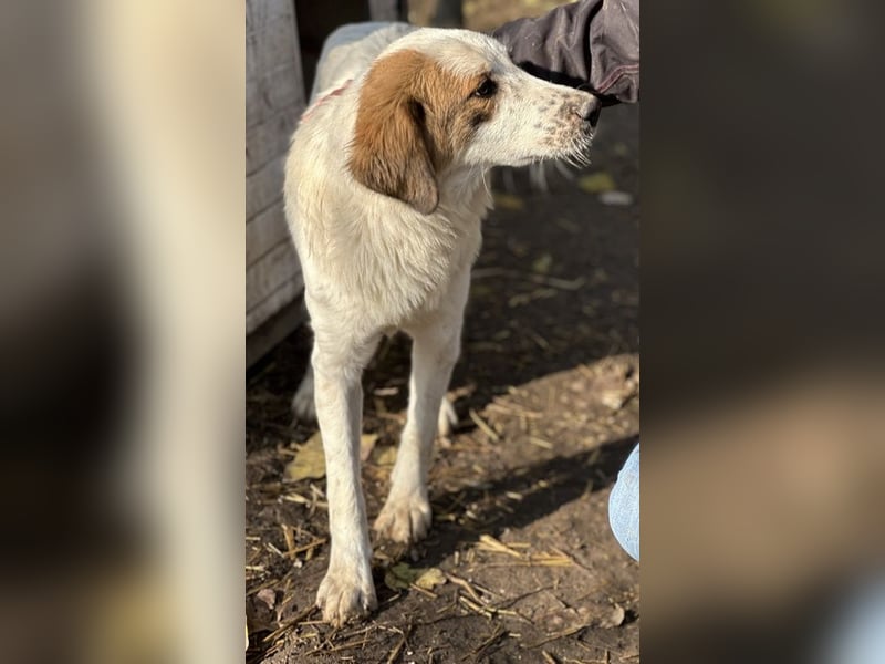 Melania, geb. ca. 01/2024, lebt in GRIECHENLAND, im städt. Tierheim Serres