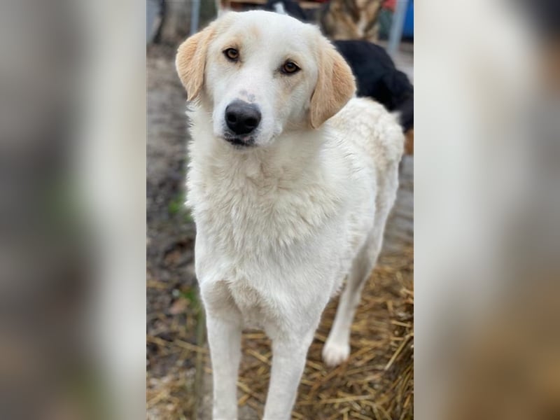 Nami, geb. ca. 12/2019, lebt in GRIECHENLAND, im städt. Tierheim Serres