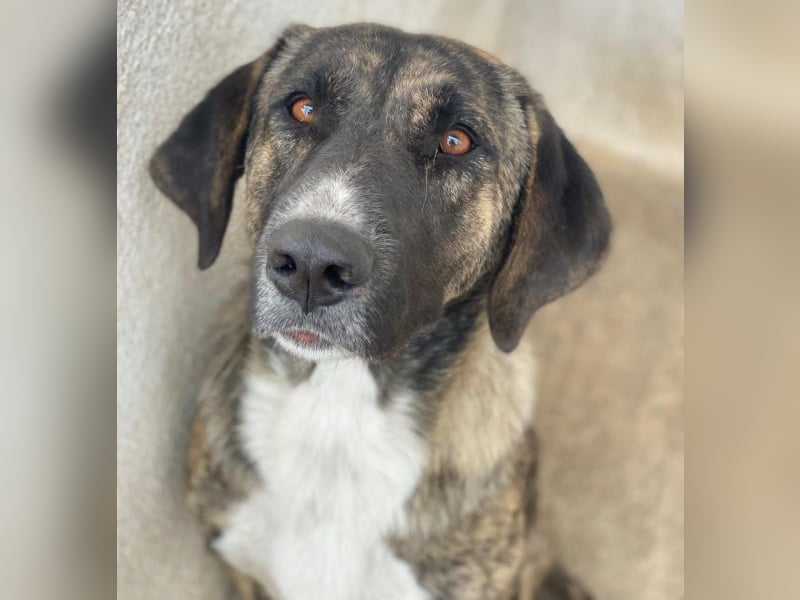 Tenera, geb. ca. 10/2024, lebt in GRIECHENLAND, im städt. Tierheim Serres