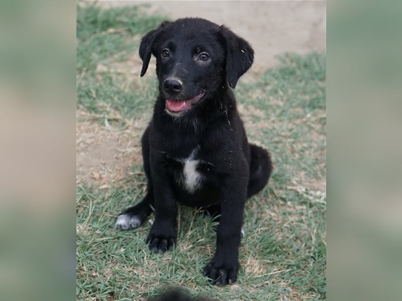 Lillia, geb. ca. 05/2024, lebt in GRIECHENLAND, auf einer privaten Pflegestelle