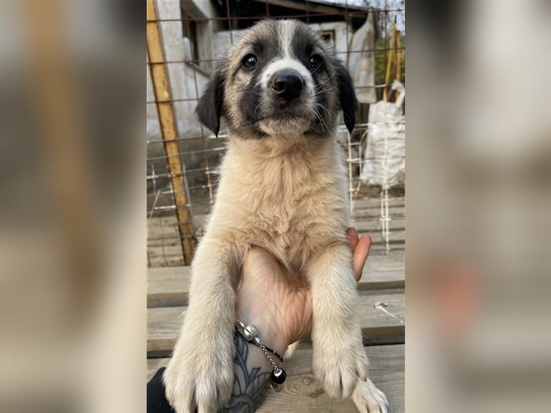 Grace, geb. ca. 08/2022, lebt in GRIECHENLAND, auf einer privaten Pflegestelle