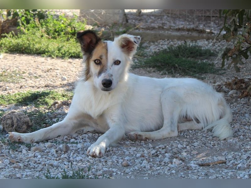 Motti, geb. ca. 07/2023, lebt in GRIECHENLAND, im städt. Tierheim Serres