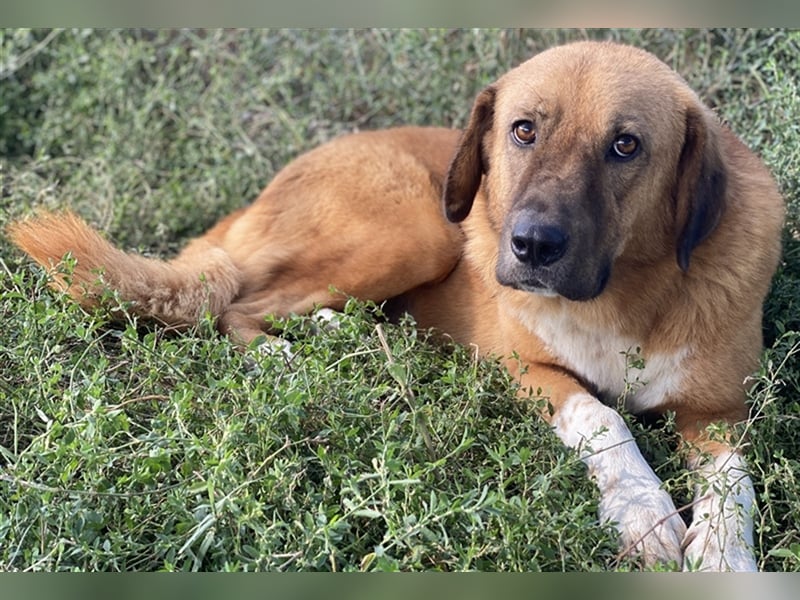 Maletto, geb. ca. 09/2018, lebt in GRIECHENLAND, im städt. Tierheim Serres
