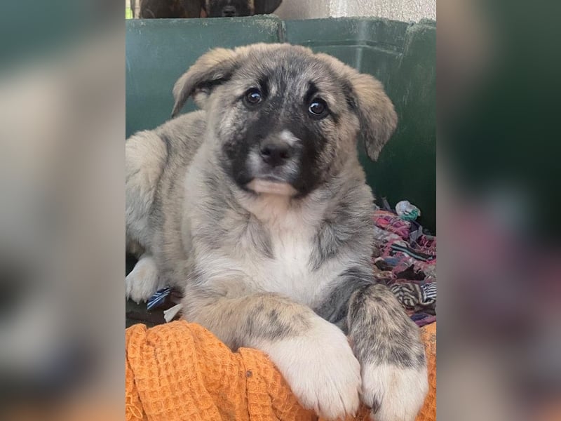 Soya, geb. ca.10/2025, lebt in GRIECHENLAND, im städt. Tierheim Serres