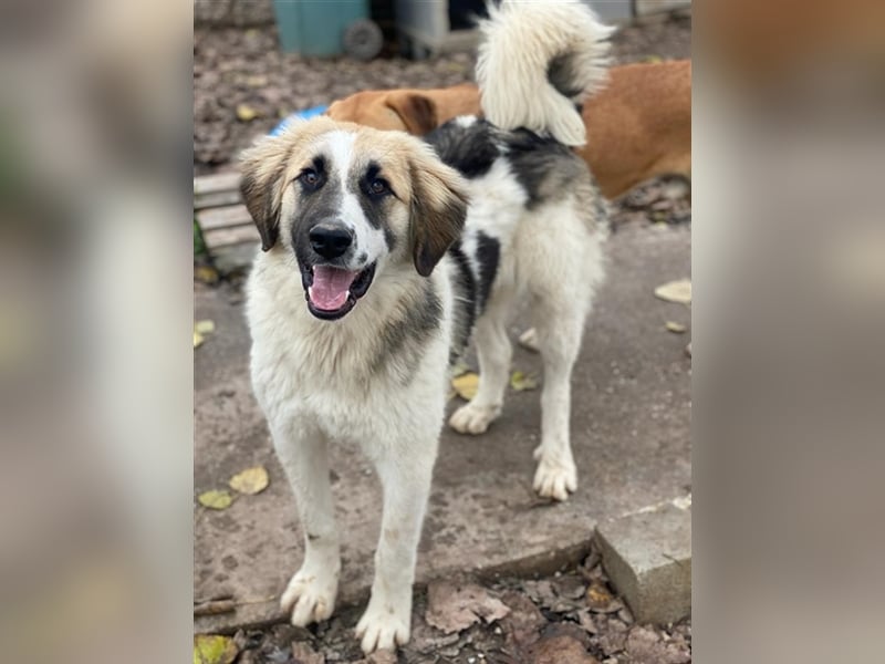 Otys, geb. ca. 03/2022, lebt in GRIECHENLAND, im städt. Tierheim Serres