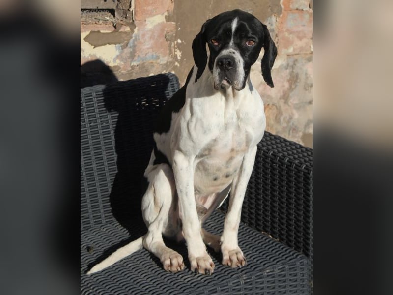 Attila, geb. ca. 08/2024, lebt auf einer Pflegestelle in 67735 Mehlbach