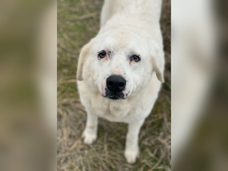 Sanni, geb. ca. 08/2018, lebt in GRIECHENLAND, im städt. Tierheim Serres
