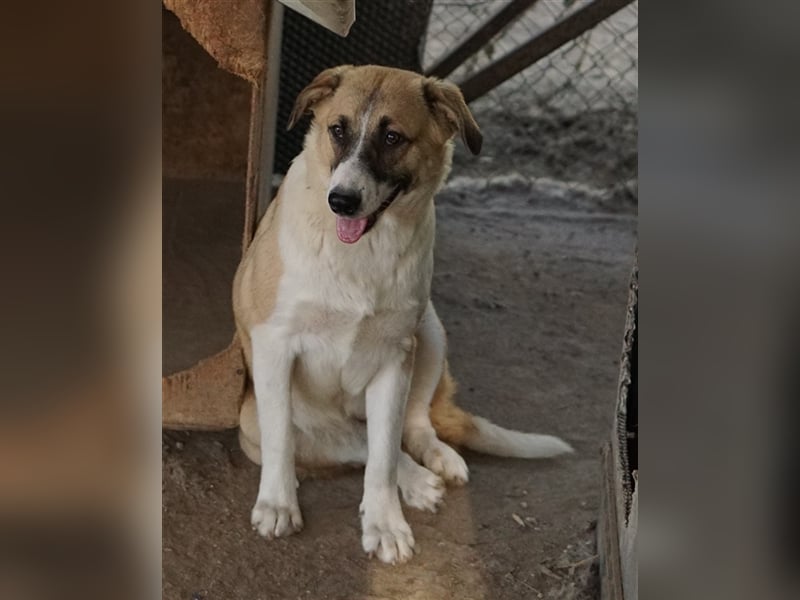 Jeanie, geb. ca. 05/2023, lebt in GRIECHENLAND, im städt. Tierheim Serres