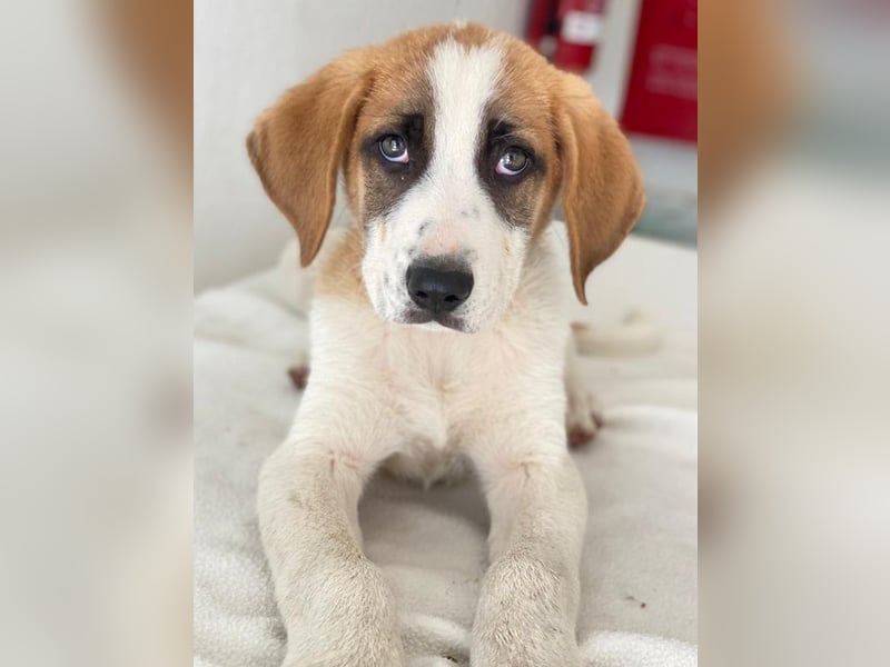 Pimock, geb. 03/2025, lebt in GRIECHENLAND, im städt. Tierheim Serres