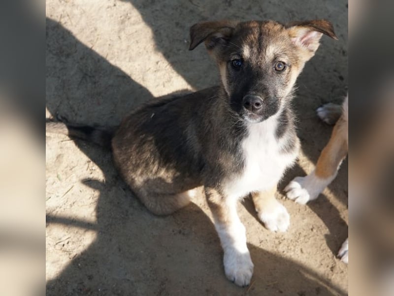 Goudy, geb. ca. 12/25, lebt in GRIECHENLAND, auf einer privaten Pflegestelle