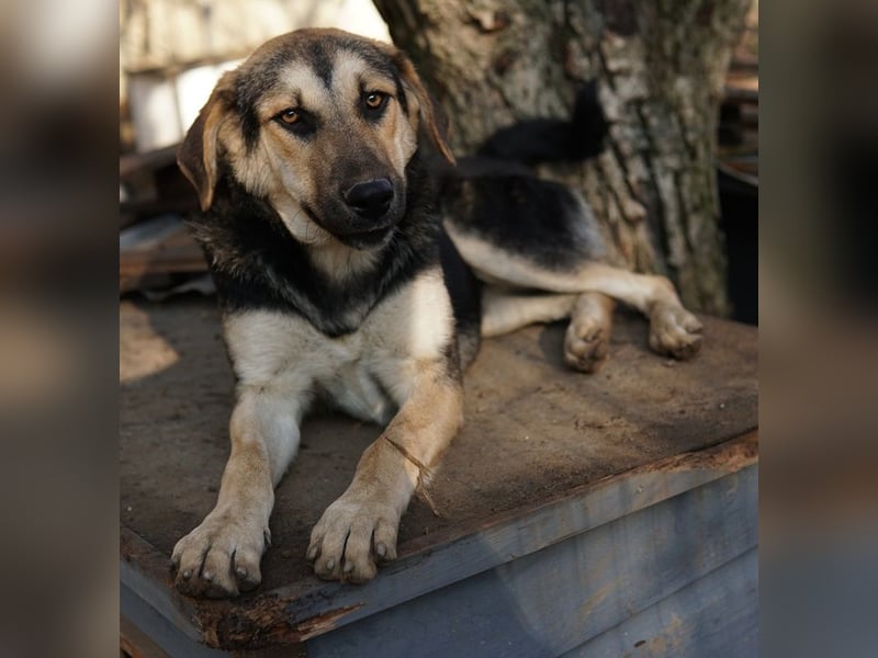 Chita, geb. ca. 05/2024, lebt in GRIECHENLAND, im städt. Tierheim Serres