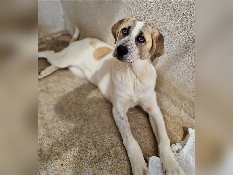 Lou, geb. ca. 11/2022, lebt in GRIECHENLAND, im städt. Tierheim Serres