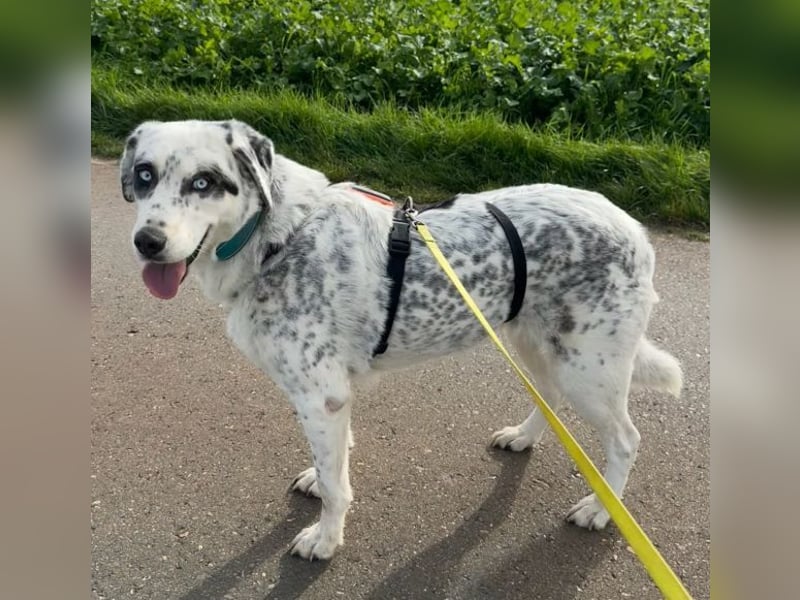 Snow, geb. ca. 06/2023, lebt auf einer Pflegestelle in 47652 Weeze