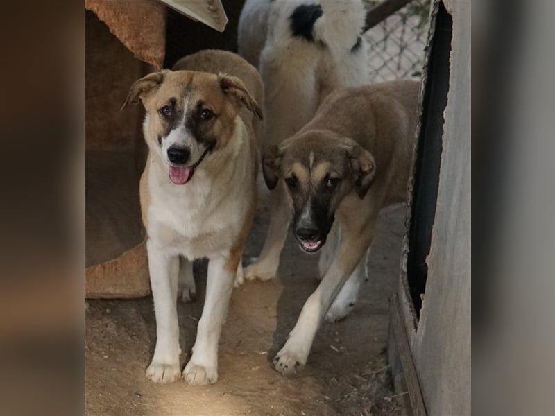 Jeanie, geb. ca. 05/2023, lebt in GRIECHENLAND, im städt. Tierheim Serres