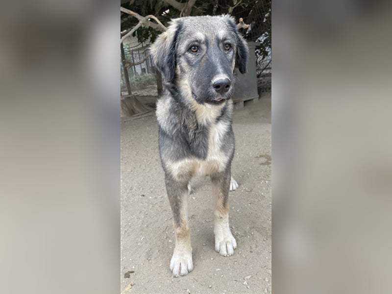 Karla, geb. ca. 03/2023, lebt in GRIECHENLAND, im städt. Tierheim Serres