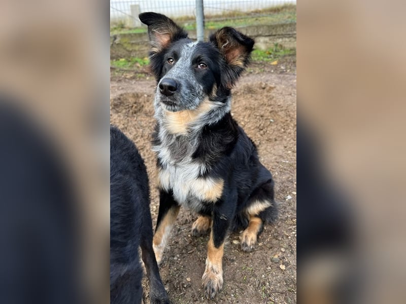 Talom, geb. ca. 03/2022, lebt in GRIECHENLAND, auf einer privaten Pflegestelle