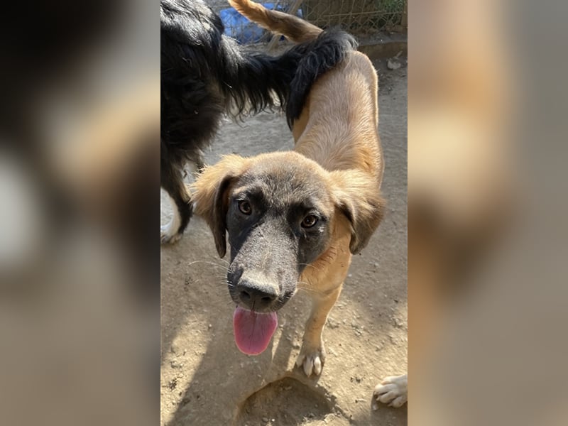 Lacasito, geb. ca. 01/2022, lebt in GRIECHENLAND, im städt. Tierheim Serres