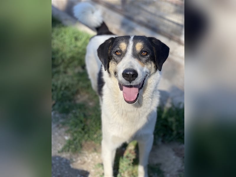 Fanny, geb. ca. 04/2021, lebt in GRIECHENLAND, im städt. Tierheim Serres