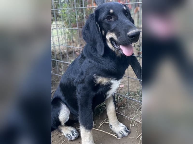 Blueberry, geb. ca. 06/2023, lebt in GRIECHENLAND, auf einer privaten Pflegestelle