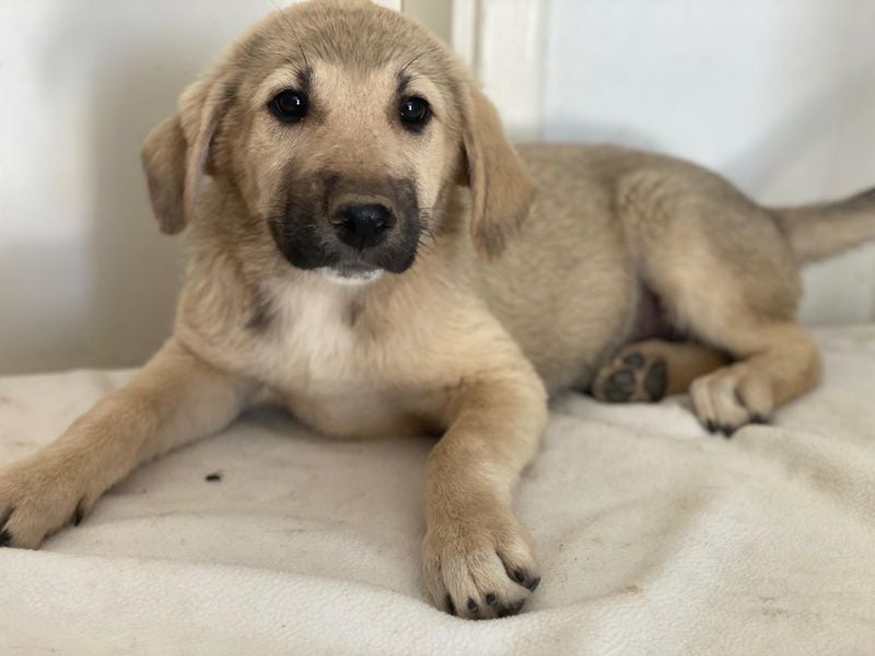 Glandy, geb. ca. 03/2025, lebt in GRIECHENLAND, im städt. Tierheim Serres