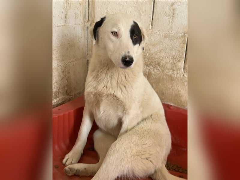 Kiba, geb. ca. 06/2023, lebt in GRIECHENLAND, auf einer privaten Pflegestelle