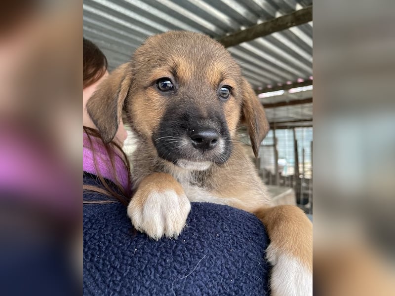 Mucki, geb. ca. 11/2025, lebt in GRIECHENLAND, auf einer privaten Pflegestelle