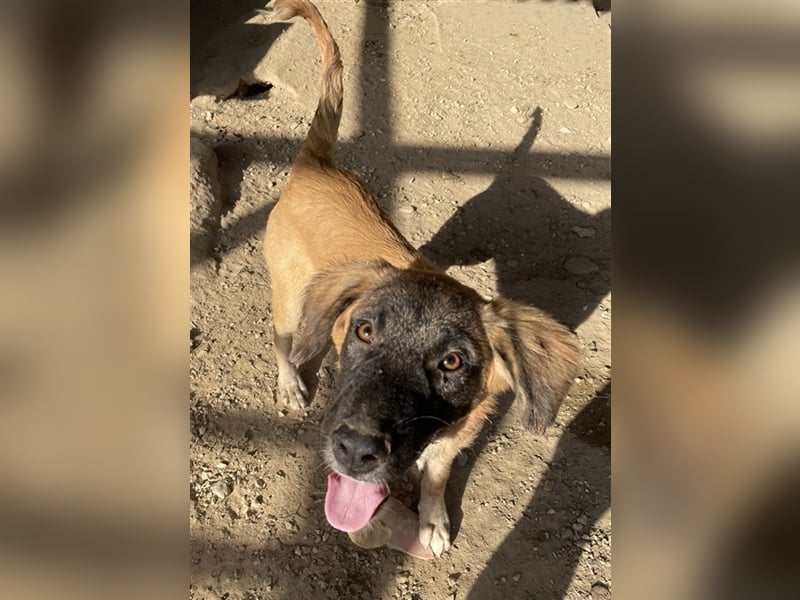 Lacasito, geb. ca. 01/2022, lebt in GRIECHENLAND, im städt. Tierheim Serres