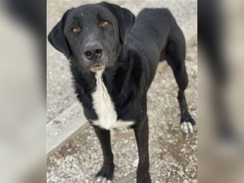 Cupid, geb. ca. 03/2020, lebt in GRIECHENLAND, im städt. Tierheim Serres