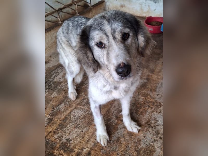 Taika, geb. ca. 07/2024, lebt in GRIECHENLAND, auf einer privaten Pflegestelle