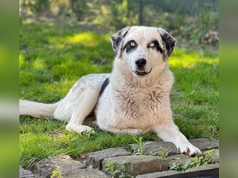 Snow, geb. ca. 06/2023, lebt auf einer Pflegestelle in 47652 Weeze