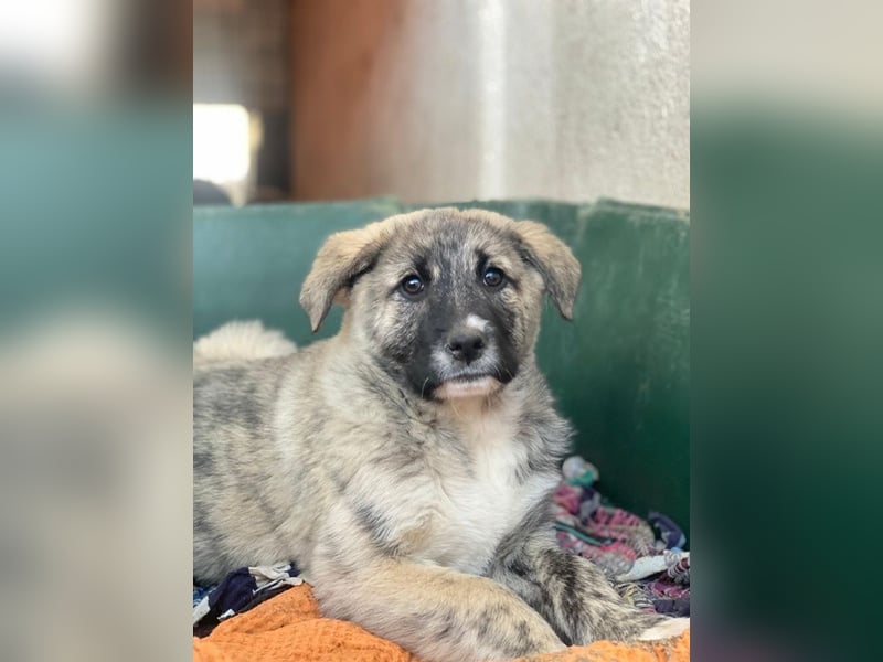 Soya, geb. ca.10/2025, lebt in GRIECHENLAND, im städt. Tierheim Serres