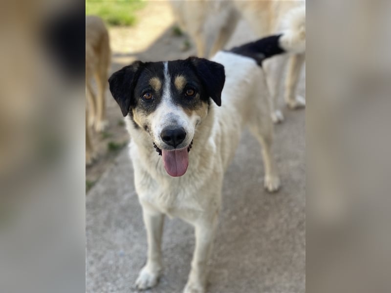 Fanny, geb. ca. 04/2021, lebt in GRIECHENLAND, im städt. Tierheim Serres