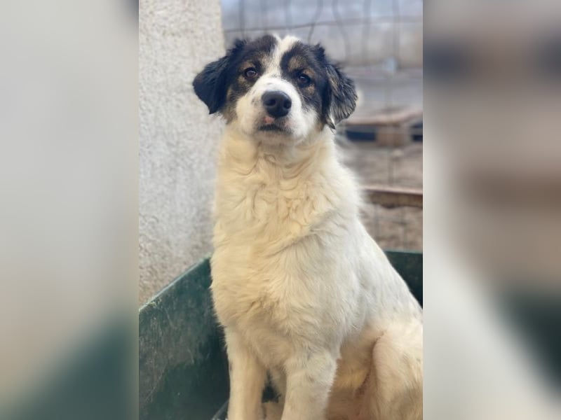 Majolika, geb. ca. 04/2025, lebt in GRIECHENLAND, im städt. Tierheim Serres