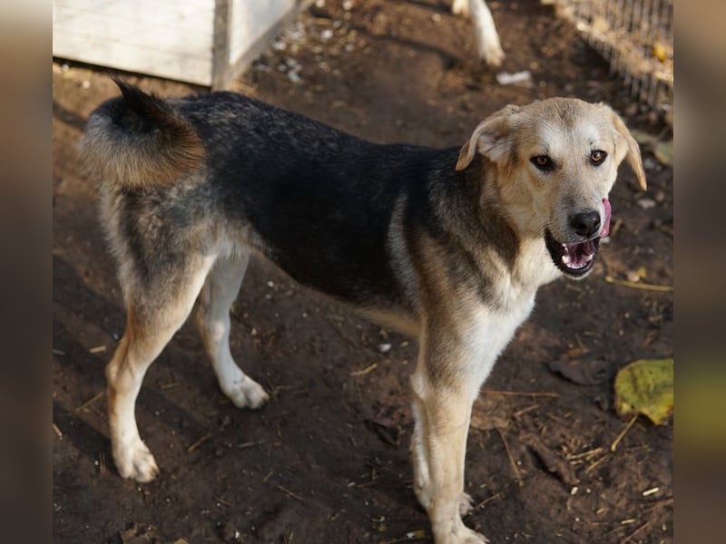 Ciri, geb. ca. 05/2024, lebt in GRIECHENLAND, im städt. Tierheim Serres