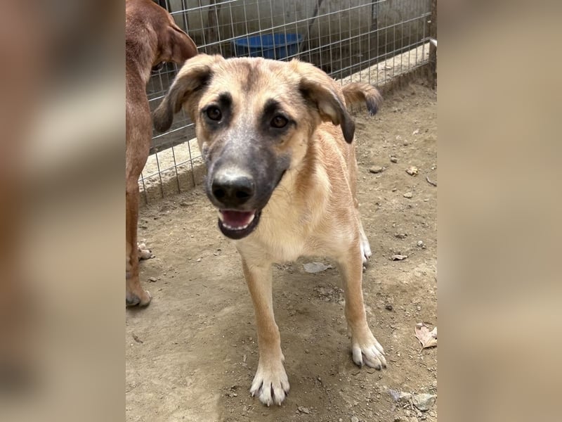 Heraya, geb. ca. 02/2025, lebt in GRIECHENLAND, auf einer privaten Pflegestelle