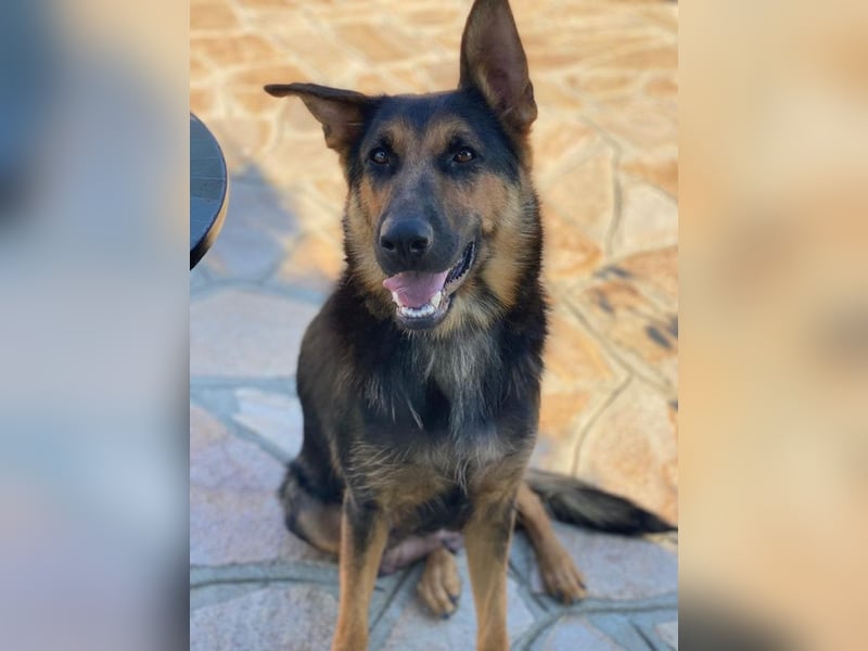 Malta, geb. ca. 07/2024, lebt in GRIECHENLAND, auf einer privaten Pflegestelle