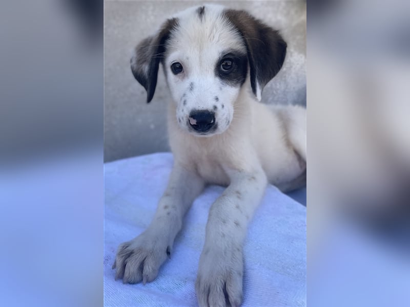 Benda, geb. ca. 06/2023, lebt in GRIECHENLAND, im städt. Tierheim Serres