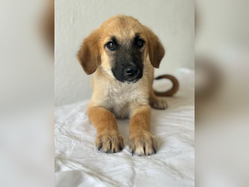 Cindy, geb. ca. 03/2026, lebt in GRIECHENLAND, im städt. Tierheim Serres