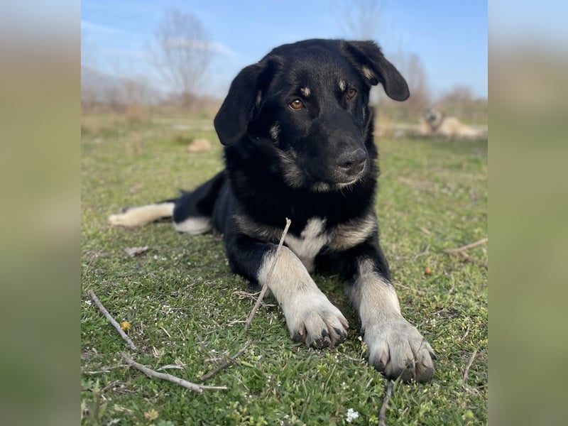 Ella, geb. ca. 09/2024, lebt in GRIECHENLAND, im städt. Tierheim Serres