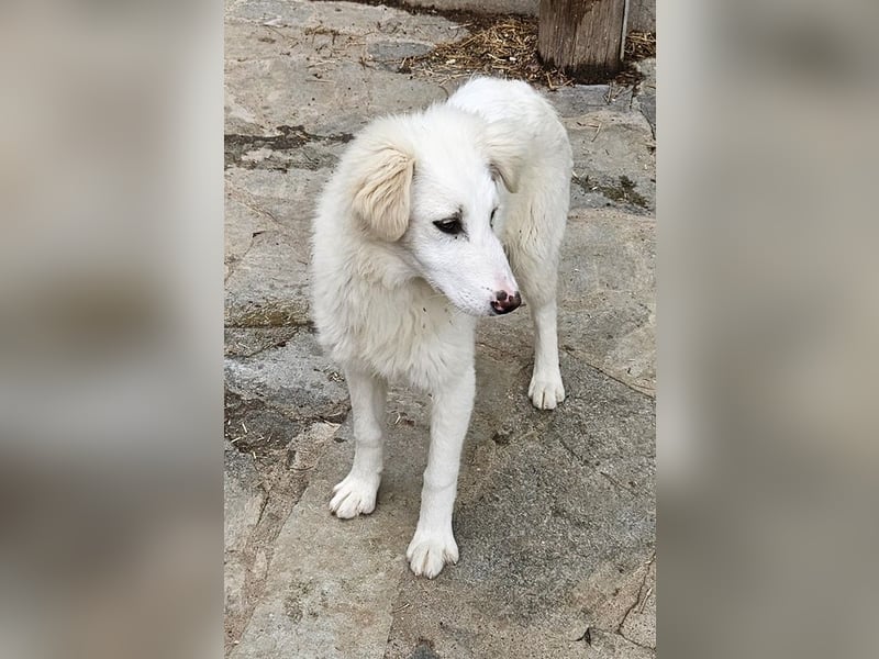 Frauke, geb. ca. 11/2023, lebt in GRIECHENLAND, auf einer privaten Pflegestelle