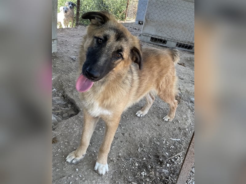 Thumper, geb. ca. 01/2022, lebt in GRIECHENLAND, im städt. Tierheim Serres