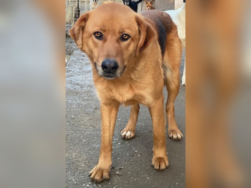 Pixie, geb. ca. 10/2022, lebt in GRIECHENLAND, im städt. Tierheim Serres